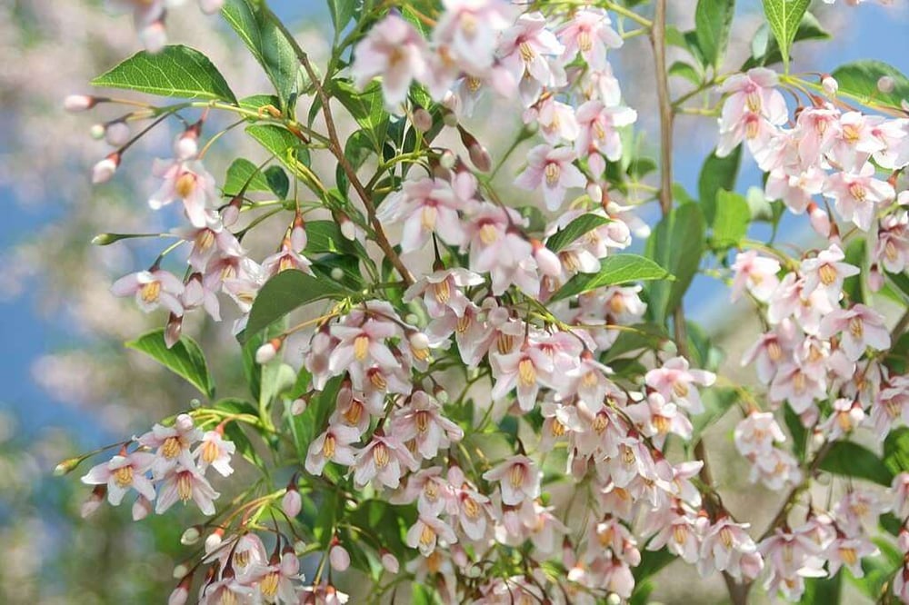 The Best Flowering Trees for Washington DC, Virginia & Maryland